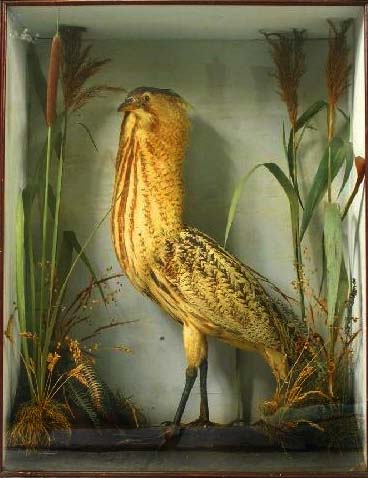 colebittern[1].JPG